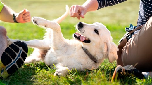 New study says interacting with dogs could make you happier