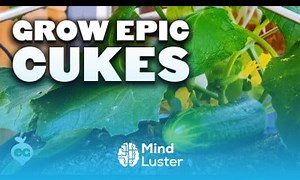 Mind Luster - Learn 7 Tips to Grow Cucumbers in Containers