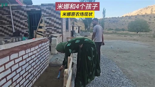 米娜原农场现状，稻谷即将成熟，绿豆苗也已经结果