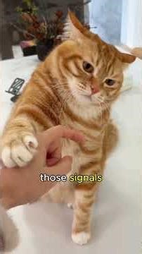 Why Your Cat Suddenly Attacks You #catbehavior #cat