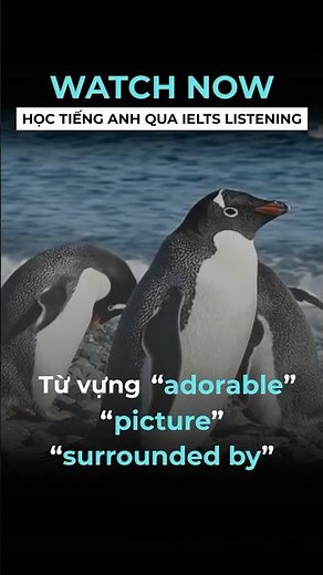 LOÀI CHIM CÁNH CỤT NÀY ĐANG DẦN BIẾN MẤT😭🐧| Học tiếng Anh qua IELTS Listening| Penguins | STUDY4