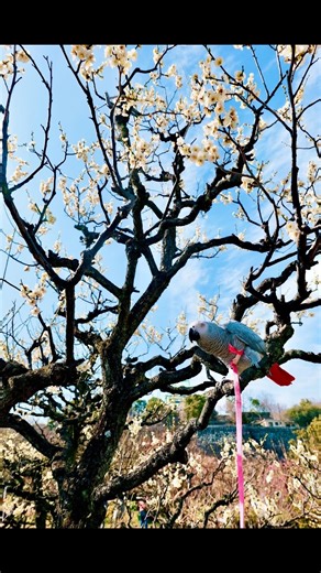 大阪城公園の梅林に現れたのはウグイス？いいえヨウムです(笑)#ヨウム #大阪城公園 #お話しインコ #ヨウムのくぅちゃん