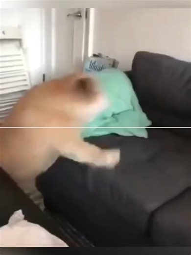 Funny Dog Farts Compilation