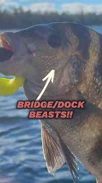 Bridge/Dock Fishing for Sheepshead | Landed 2 Solid Fish! #fishing #fish #fyp