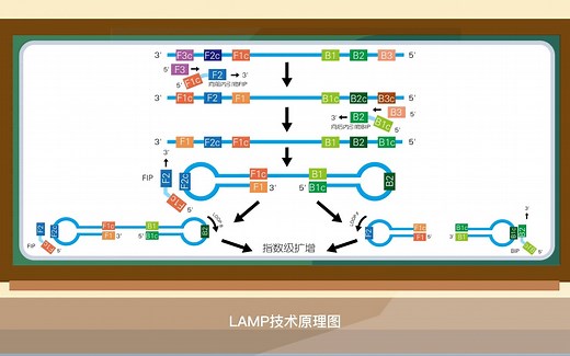 PCR、LAMP、RPA核酸扩增技术的比较