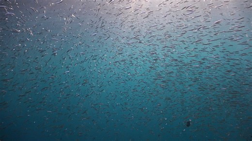 It's a well-known fact that octopuses hunt alongside groupers, often taking the lead. Some researchers even suggest that octopuses punish lazy groupers, excluding them from the hunt. I can't argue with the scientists, as I haven't seen octopuses with groupers that often. However, during this trip to Bali to Yury Ivanov , I saw groupers hunting with moray eels almost every morning. And in this video, it's clear that the grouper is the leader, while the moray eel keeps getting distracted and losin