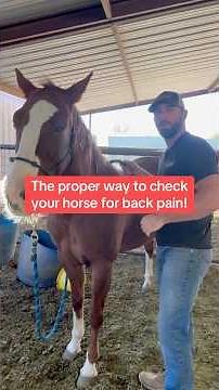 The proper way to check your horse for back pain! #shorts #sporthorsechiropractic