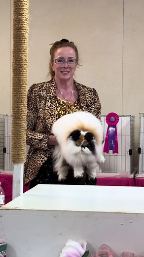 Calico Persian Cat - Balashah Paloma of Purrcasso