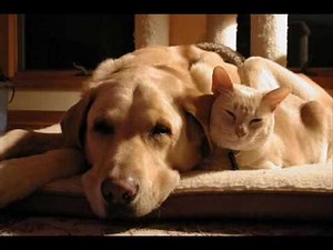 Σκύλοι Μουσική Sleeping - Sleep σκύλου και κουτάβια σας