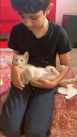 🐈How big is a KITTEN's brain?🧠 Educational Video for Kids #kidsshorts #kittensforkids