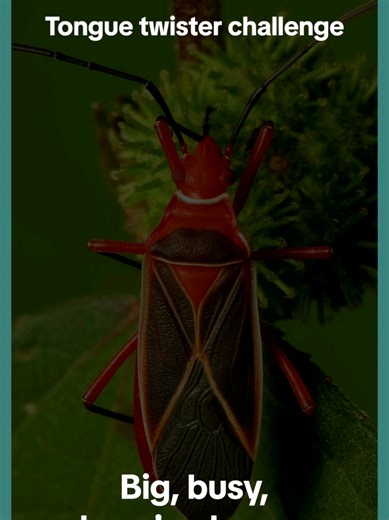 Perimeter Pest Nashville (@perimeter.pest.nash)’s videos with original sound - Perimeter Pest Nashville