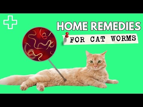 Home Remedies For Worms In Cats - Natural Dewormer For Cats