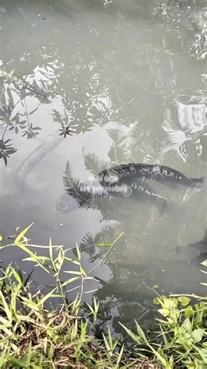 My pet snakehead fish is always happy when given food #fypreels #highlight #globalreach #aquaticanimals #snakehead #fish #everyone | Eko Putrasulung