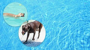 All pups are welcome to make a splash at Carrollton’s Pooch Pool Party on Sat., Sept. 7, 10am-3pm. Your pup can make a splash, race other furry friends, receive rabies vaccines (available from 10am-12pm while supplies last), and more. Dog entry $7, humans free. Learn more: cityofcarrollton.com/Home/Components/News/News/4759/27 | Carrollton, TX - City Government | Facebook