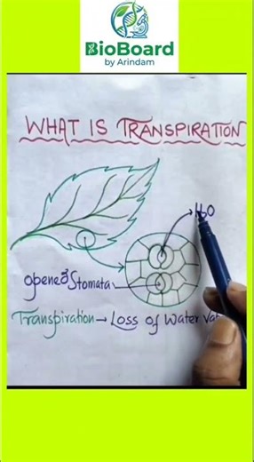 What is Transpiration? | Class 9-10 Biology in 30 Seconds 🌿