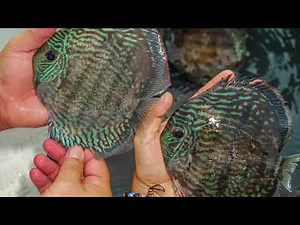 Collect Wild Discus