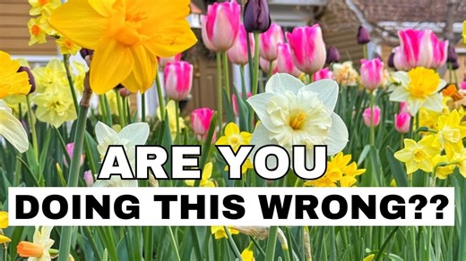 Tulip & Daffodil After-Bloom Care: Setting Up for Next Spring! 🌷