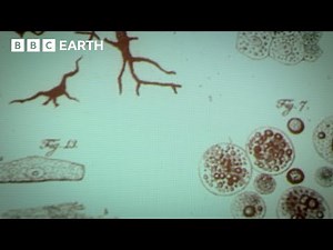Charles Darwin: Natural Selection | The Cell | BBC Science