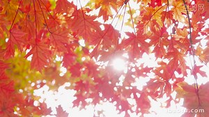 가을 식물 붉은 단풍 가을 풍경 4k 실제 샷 동영상 MP4 템플릿 무료 다운로드 - Pikbest