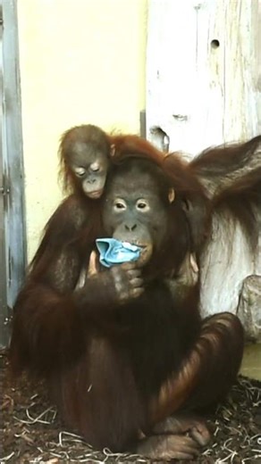 See How Smart and Resourceful Orangutans Are!#shorts#orangutans#funnyvideo#funnyanimals
