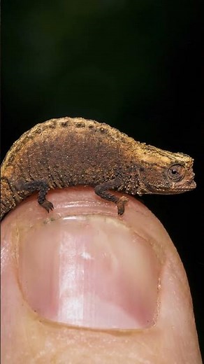 You Won't Believe This Tiny Chameleon!