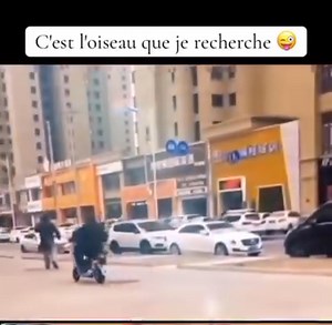 Quelqu'un connaît comment je peux entrer en contact avec cet oiseau 🐦 ?😁😁 #funny #funnyvideos #fun #comedy #rire | Čłems Ton Ñĕćtãr Ďívíñ