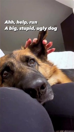 Smart Dogs Doing Genius Tricks #smartdog #animalshorts