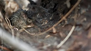Wild wood mouse is sitting on the tree bark and eating food in macro. Closeup footage of wet rodent hiding in hollow and crunching something. Hungry little life being of forest. Small tailed creature. Stock Video