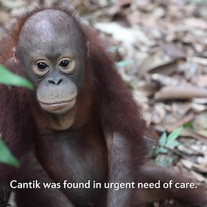 3.8K views · 137 reactions | ORANGUTAN FOREST SCHOOL Cantik came...