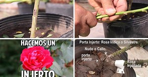 Cómo hacer injertos de rosas: ¡ánimo, no es tan difícil!