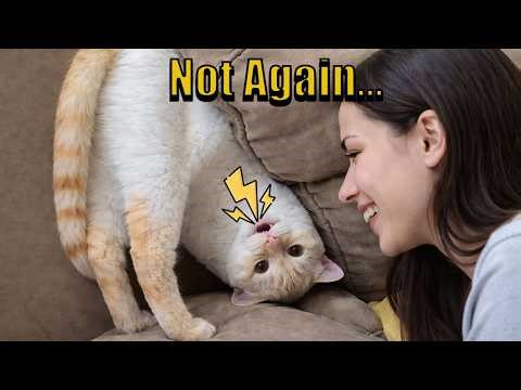 My Cat Talks Like a Human… This Is Crazy 😳🐱