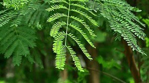 Strong Wind Blows Storm Causes Leaves Stock Footage Video (100% Royalty-free) 3526501259 | Shutterstock
