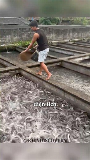 Cách để anh chàng nuôi cá có lời hơn #shorts
