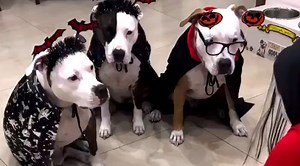 Smart Dog Figures Out How To Rig The System