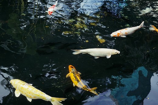 18 Most Common Animals Living In Ponds You Need To Know About