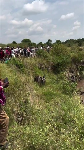 Chaos at Maasai Mara as Tourists Block Wildebeest Migration, Forcing Herds Back Into Deadly River Waters. | The Daily Kenya