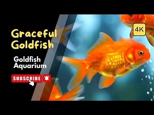 Graceful Goldfish Swimming in Crystal Clear Water | 4K Relaxing Aquarium Video