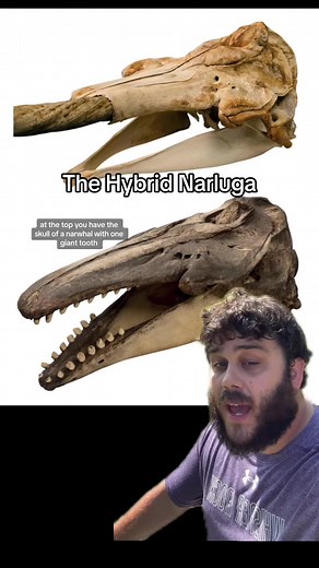 Exploring the Hybrid Narluga: A Fascinating Evolutionary Journey