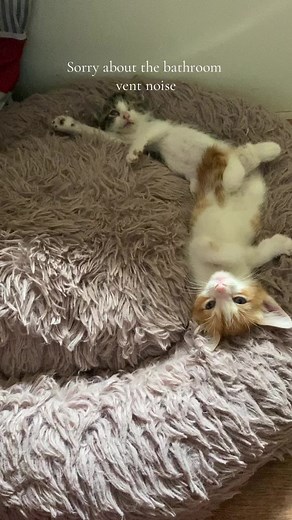 #kittycat #blindcat #kittens
