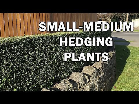 The Best Small - Medium Size Hedging Plants for Australia