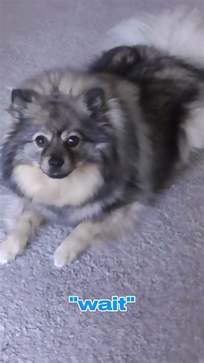 The tricks Puki knows. #dog #tricks #shorts #firstvideo