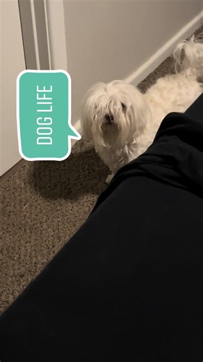 Life with Gizmo the Maltese is never boring! #maltese #maltesedog #malteseoftiktok #maltesetiktok #doglife #doglover #dogloverforever #dogdigging #dogdigger #golddigger #lifebeyondlimits #beyondcreation #workdistraction #lifedistractions