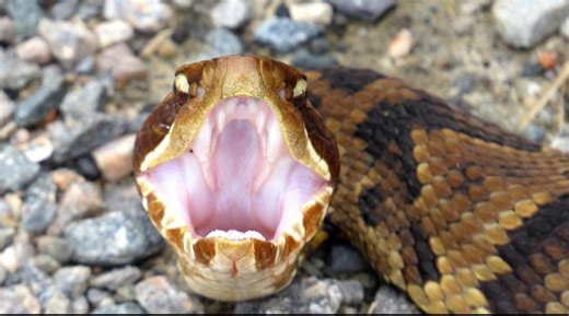 World Atlas lists this Alabama lake among 8 snake-filled US waters