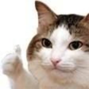 meowhalooo - Twitch