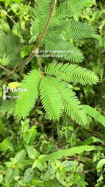 La Magia de la Mimosa Pudica en Costa Rica