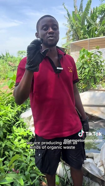 Feeding Maggots to Fish and Livestock Animals