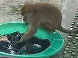 Wild monkey stuns woman by hand-washing clothes in Indonesia