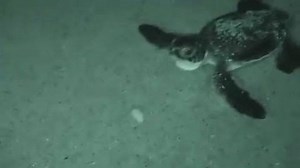 19K views · 795 reactions | Too cute! Over 100 baby green sea turtles hatched this week in Carolina Beach. Amazing video by Neal Dorow of the Pleasure Island Sea Turtle Project. See more stunning photos and videos of the Cape Fear area on WECT's Instagram>>https://buff.ly/2gvQ7vS | WECT News | Facebook