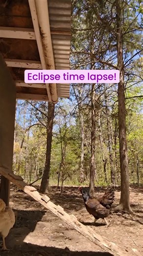 Not really as expected! I think all the chickens were surprised! #eclipse #chickensofinstagram