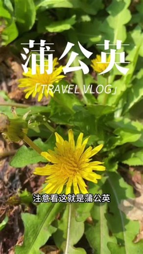 蒲公英#涨知识#涨粉#强烈推荐#植物科普#内容启发搜索@抖音小助手